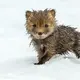 These Baby Foxes Are Too Cute To Be True