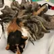 Shelter Staff Springs Into Action When They See “Worst Case Of Matted Fur” Ever