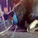 Pregnant cow desperate to save baby, jumps off truck on way to slaughterhouse