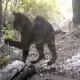 Dramatic Ba.ttle Between Bobcat and Rat.tlesn.ake Caught On Trail Camera