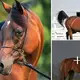 8 Smartest Horse Breeds