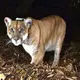 Famed Hollywood mountain lion captured after killing dog