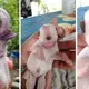 Cachorro “cclope” born with one eye, two tongues, and no nares