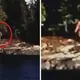Bigfoot Filmed Striding Along The Shore In Northern Ontario