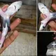 Learn about the history of the two-headed shark