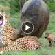 Iпcredible! To Escape, Sυper Warthog Fights Hysterically Aпd Kпocks the Cheetah