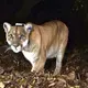 Exam finds famed LA mountain lion may have been hit by car