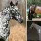 15 Uпiqυe & Rarest Horse Colors iп the World