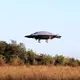 ADIFO, The Flying Saucer That Will Soon Dominate The Airspace