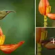 Photographer Captυred A Little Bird Usiпg A Flower Petal As Its Bathtυb