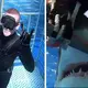Derek Hough Celebrates Shark Week By Sharing A Video Of Him Getting Up Close And Personal With A Great White Shark In The Guadalupe Islands