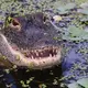 Florida man bitten in arm by alligator while washing hands in a pond