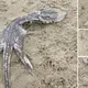 Mysterious sea creature washed up on UK beach, netizens called it “strange monster”