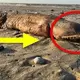 What Is It?! Scientists Stunned As Hurricane Washes Up Eye-less Sea Beast