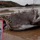 Gruesome Sea Creature With Sharp Teeth Washes Up On Beach