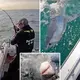 You’ll Need A Longer Rod! Angler Reels In A 300lb ‘Angry’ Shark Off The Isle Of Wight After The 7ft-long Monster Caught Went For His Mackerel Bait