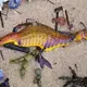 Strangely Colored Creatures Wash Up On Australian Beaches After Record Rainfall.