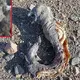 Mysterious Creature ‘Like A Lord Of The Rings Orc’ With Two Sets Of Jaws And No Eyes Is Found Washed Up On Egyptian Beach