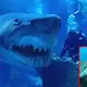 Terrifying Moment Shark Swims Past Scuba Diver And Bares Its Teeth