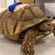 California man avoids prison after 2021 attack on tortoise