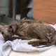 A passerby saw a stray puppy lying on the sidewalk with nothing but skin and hideous sores