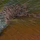 Croc Creche: Crocodilian Males Make Great Babysitters