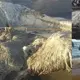 A big, hairy-looking mystery creature washes up on beach in the Philippines