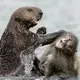 Otters illegally catch monkeys and eat them alive in a horrible way