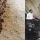 Archaeologists uncover 10,000-year-old cave paintings of UFOs and alien creatures in India