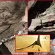 The biggest Jurassic pterosaur fossil discovered is in Scotland