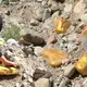 A Huge 156-Ounce Gold Nugget Found in Colorado