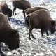 13 bison dead after truck hits herd near Yellowstone park