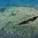 There is a shark on the seafloor that you shouldn’t step on
