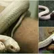 At Snake Worlds in the zoo, a two-headed albino snake was discovered