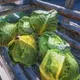 Skyrim Mod Adds Hyper Realistic 4K Cabbages