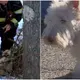 A dog in distress rushes to a police officer and begs him to follow her.