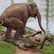 The motheг elephant put heг whole body on top of the crocodile to save heг baby when suddenly ᴀттᴀcκᴇᴅ