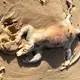 An creepy critter that resembles an extraterrestrial and has floppy limbs and CLAWS is cleaning up Australia’s beaches