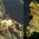 The Eagle’s Nest Mine – Crystalline Gold in Northern California