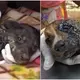 They discover terrified pups covered in tar and unable to move other than their eyes.