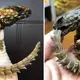 Tender babies born that resemble juvenile “Game of Thrones” dragons