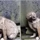The dog who was abandoned in the rain is still shivering and eating rocks in a home corner.