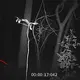 Surveillance cameras in the Australian forest caught 'gray aliens'