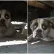 Dog trembles when the hand approaches after hiding under a trailer for months.