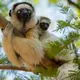 Madagascar faces millions of years of extinctions due to human activity, scientists say
