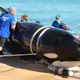 21-foot killer whale dies after beaching itself on Florida coast