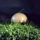 MYSTERIOUS SPHERES ARE FALLING FROM THE SKY ALL OVER THE WORLD