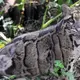 Dallas Zoo closes to search for missing clouded leopard