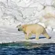 Polar bear kills woman, boy in remote Alaska village