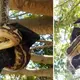 Giant snakes and huge bats are engaged in a fierce struggle while hanging from trees (Video)